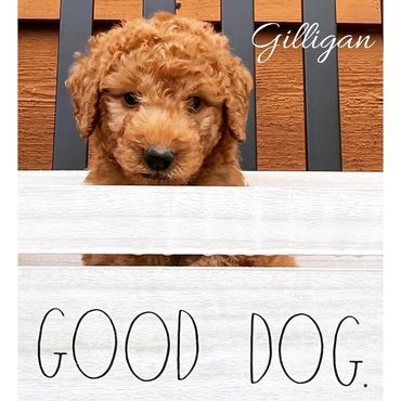 F1b Labradoodle Puppy