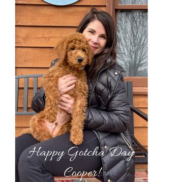 F1b Labradoodle Puppy