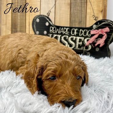 F1b Goldendoodle Puppy