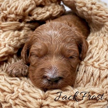 F1b Goldendoodle Puppy