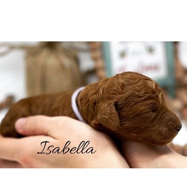 F1b Labradoodle Puppy