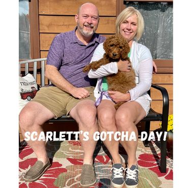 F1b Goldendoodle Puppy