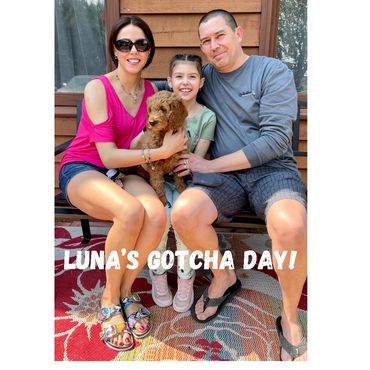 F1b Goldendoodle Puppy