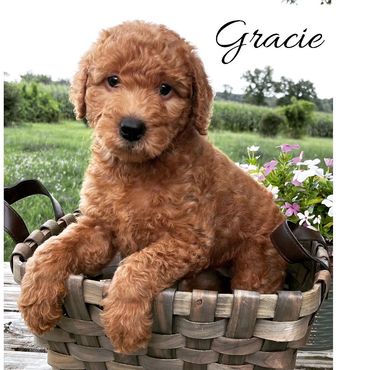 F1b Labradoodle Puppy