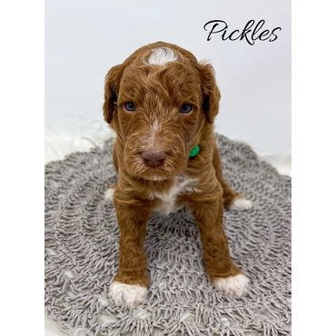 Mini Goldendoodle
