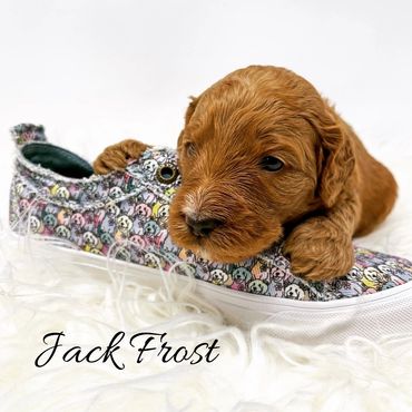 F1b Goldendoodle Puppy