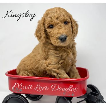 F1bb Goldendoodle puppy