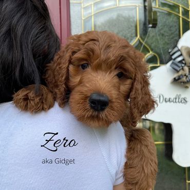 F1b Labradoodle Puppy