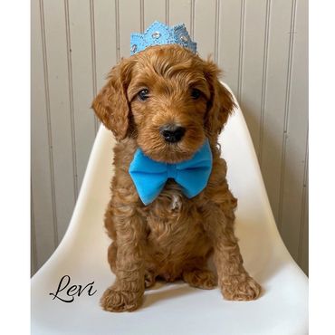 F1b Goldendoodle Puppy