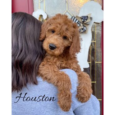 F1b Labradoodle Puppy