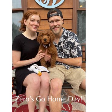 F1b Labradoodle Puppy