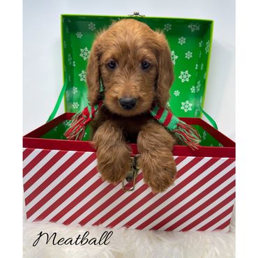 Red Labradoodle Puppy