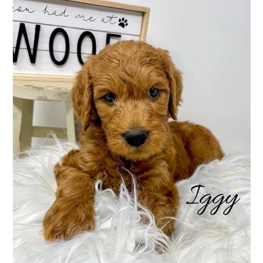 F1b Labradoodle Puppy