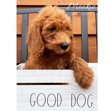F1b Labradoodle Puppy