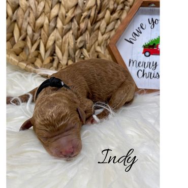 F1b Labradoodle Puppy