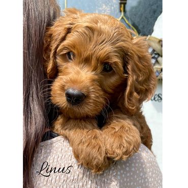 F1b Goldendoodle Puppy