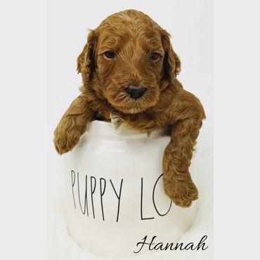 F1b Goldendoodle Puppy