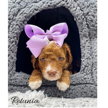 Mini Goldendoodle