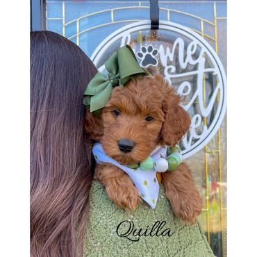 Mini Labradoodle Puppy