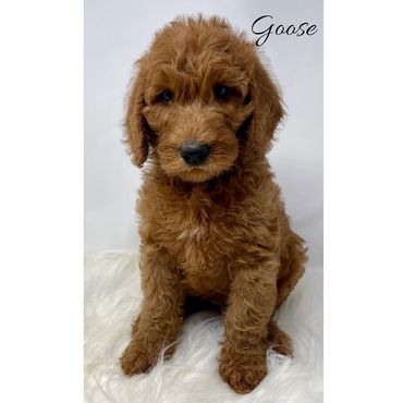 F1b Labradoodle Puppy