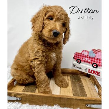 F1b Labradoodle Puppy