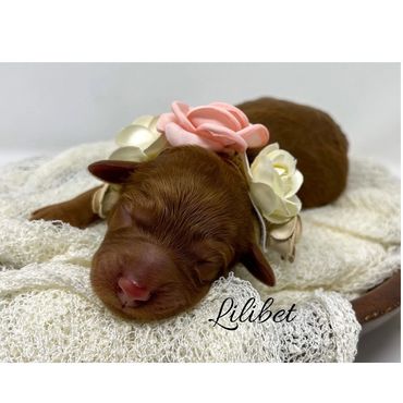“Lilibet”-Pink/Teal Collar Female