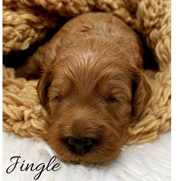 F1b Goldendoodle Puppy