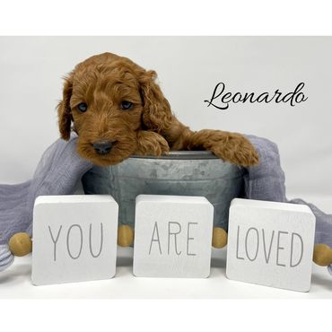 F1b Goldendoodle Puppy