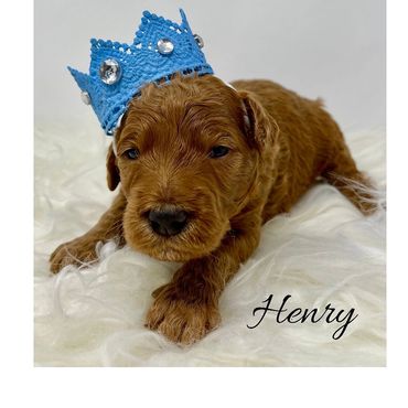 F1b Goldendoodle Puppy