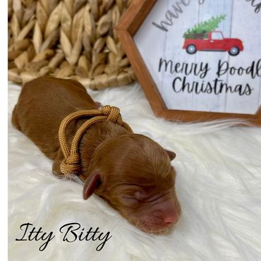 F1b Labradoodle Puppy