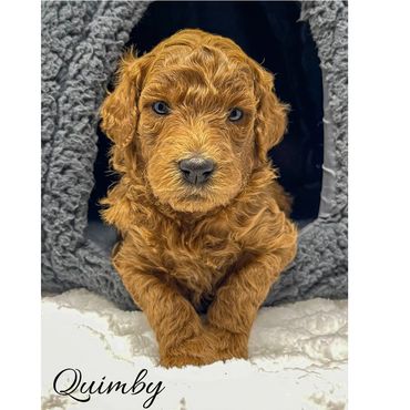 Mini Labradoodle Puppy