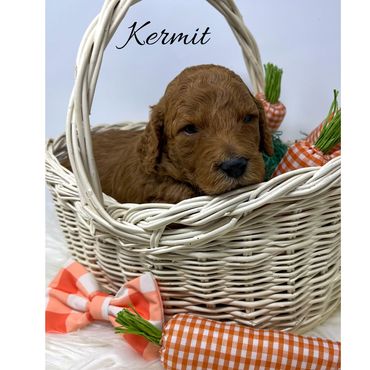 F1bb Goldendoodle puppy