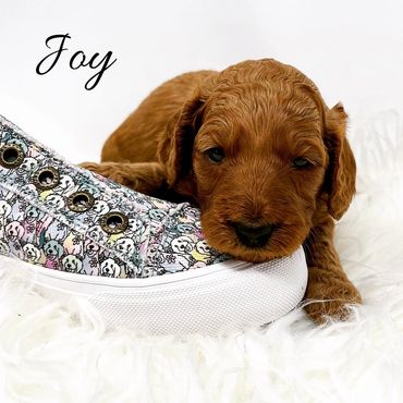 F1b Goldendoodle Puppy