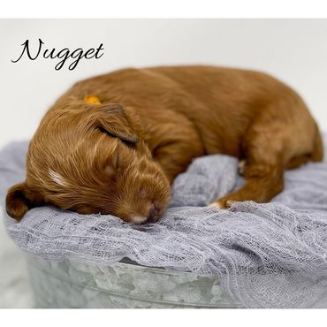 Mini Goldendoodle