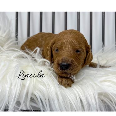 F1b Goldendoodle Puppy