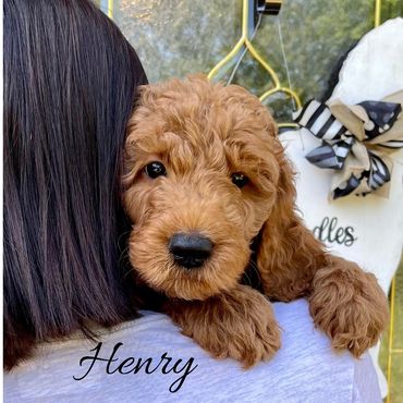 F1b Goldendoodle Puppy