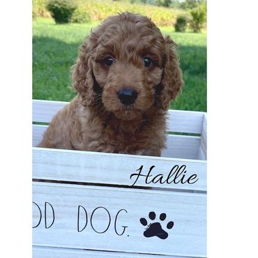 F1b Goldendoodle Puppy