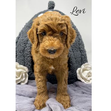 F1b Goldendoodle Puppy