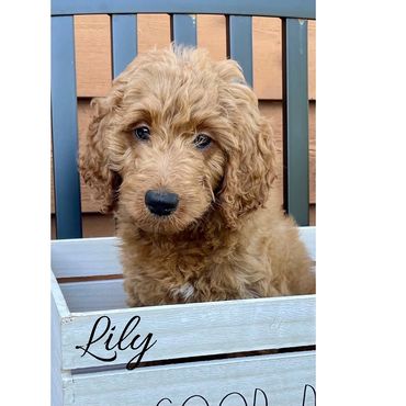F1b Goldendoodle Puppy