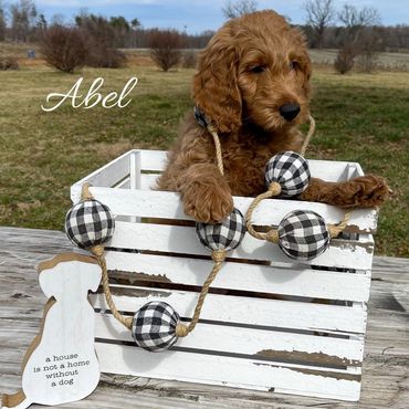 F1b Goldendoodle Puppy
