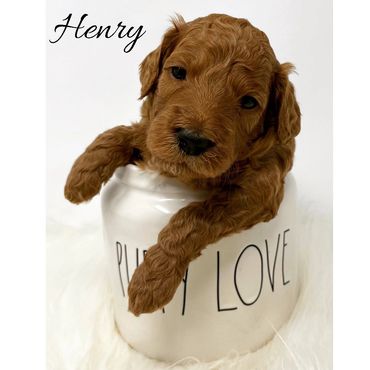 F1b Goldendoodle Puppy