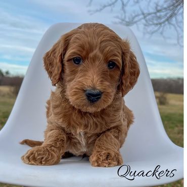 Mini Labradoodle Puppy