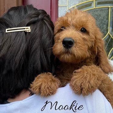 F1b Labradoodle Puppy