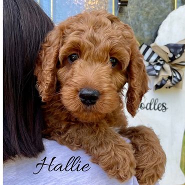 F1b Goldendoodle Puppy