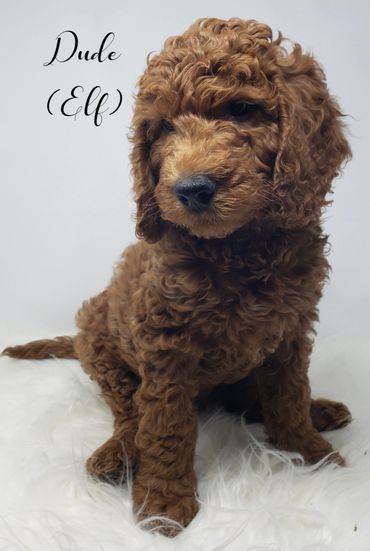 F1b Labradoodle Puppy