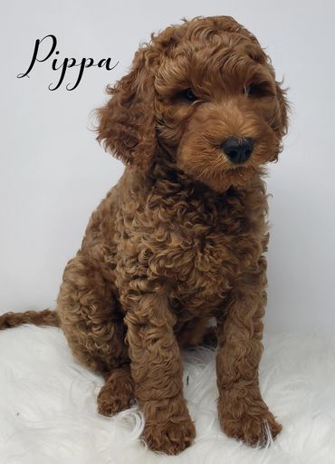 F1b Labradoodle Puppy
