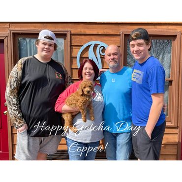 F1b Labradoodle Puppy