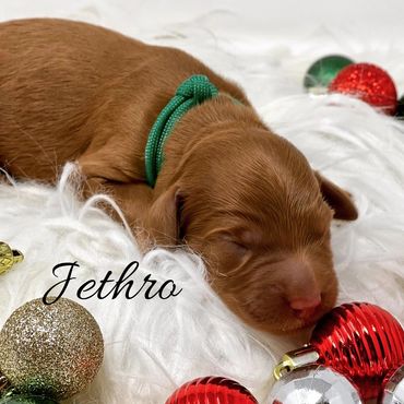 F1b Goldendoodle Puppy