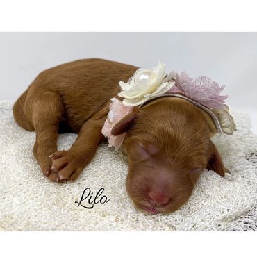 “Lilo”-Purple Collar Female