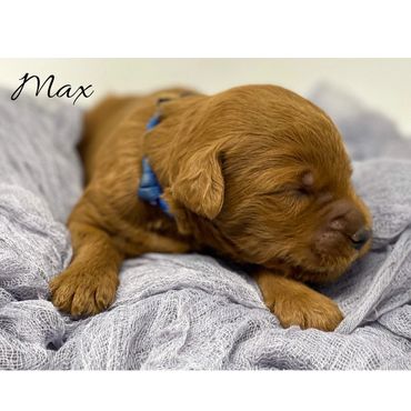 F1b Labradoodle puppy